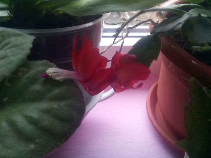 IMG_20141206_105115 - florile mele