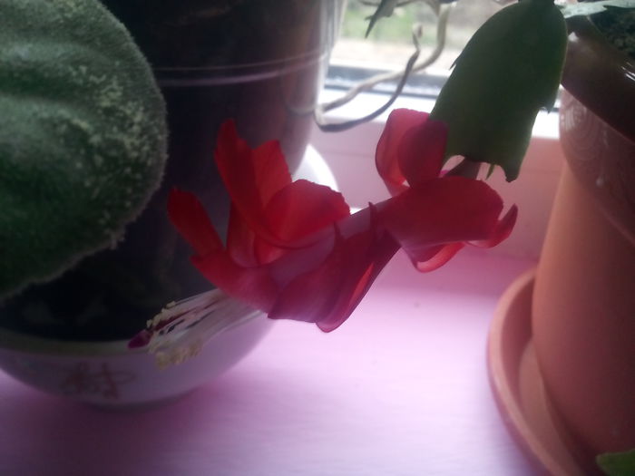 IMG_20141206_105137 - florile mele