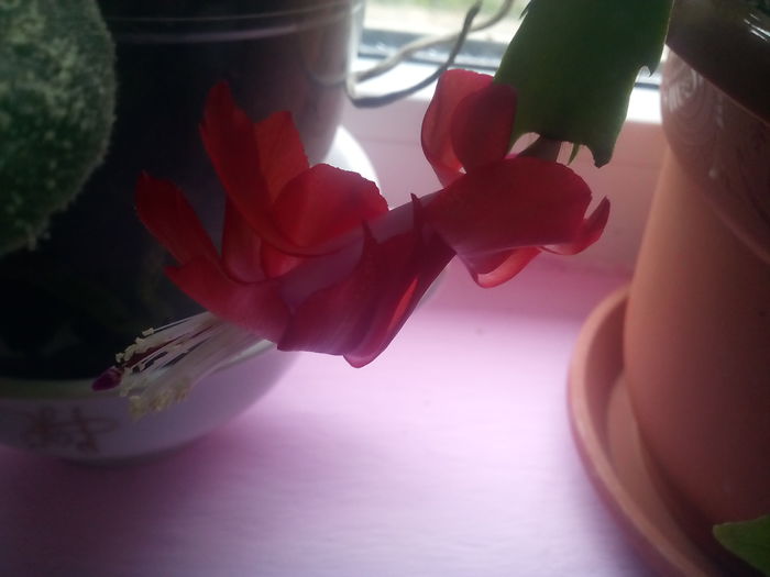 IMG_20141206_105141 - florile mele