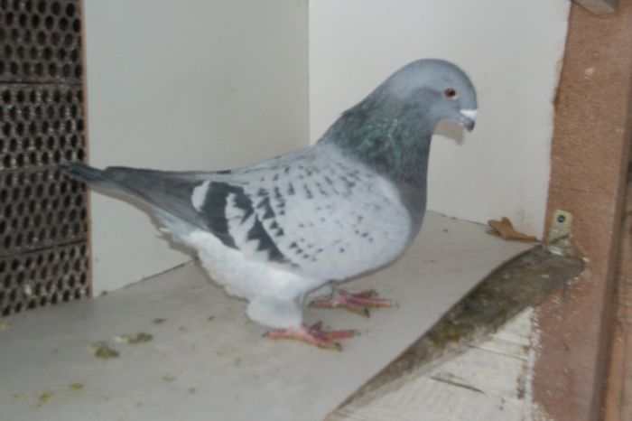 100_8286 - Poze 07-12-2014 fara tineret