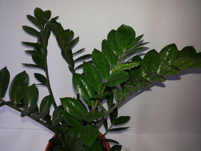 228 Zamioculcas Zamiifolia - Suculente - 2014