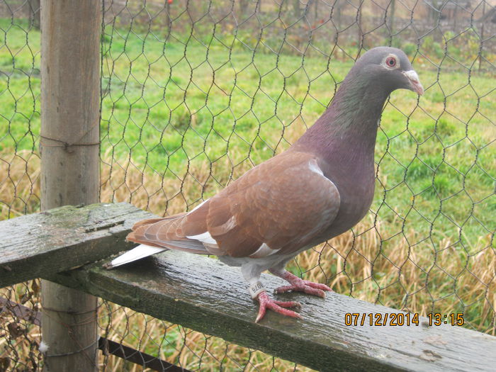 IMG_2443 m frate cu loc 1 general in 2009; meulemans
