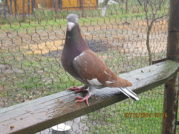 Meulemans bunica sa loc 74 Berlin; meulemans
