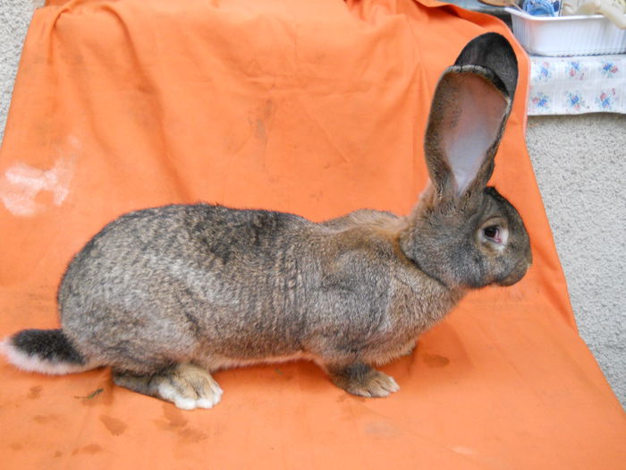 Mama:Z299 2435; stranepoata campioana nationala Germania 2011
