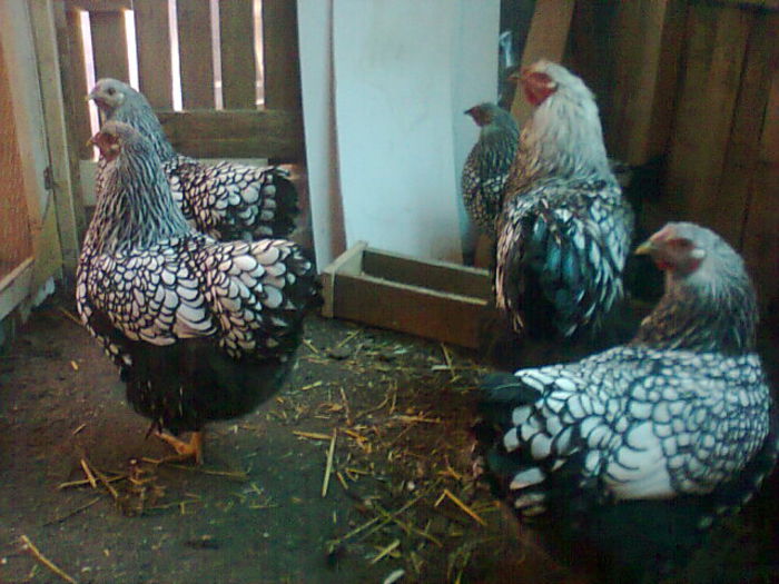 Fotografie2889 - WYANDOTTE ARGINTIU 2014-2015