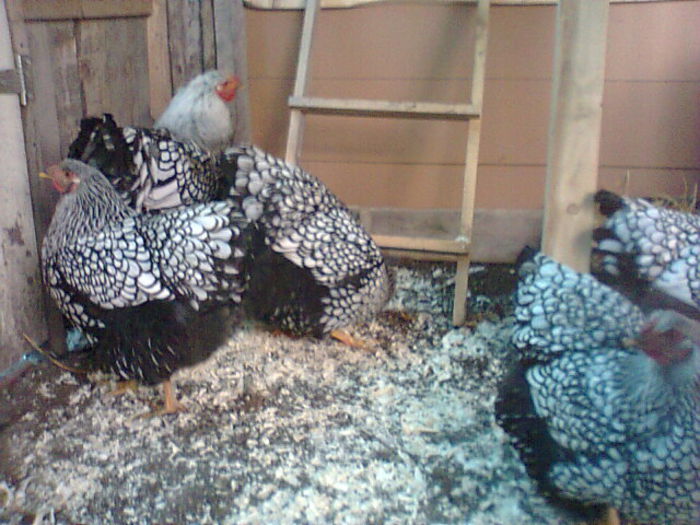 Fotografie2983 - WYANDOTTE ARGINTIU 2014-2015