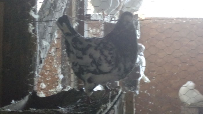 DSC06017 - KINGI MATCA 2015