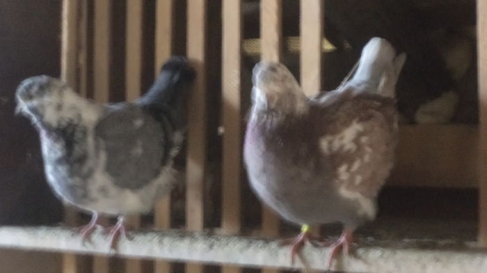 DSC06019 - KINGI MATCA 2015