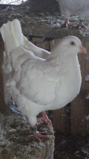 DSC06021 - KINGI MATCA 2015