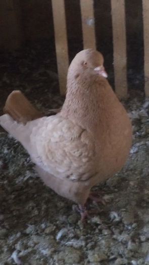 DSC06023 - KINGI MATCA 2015