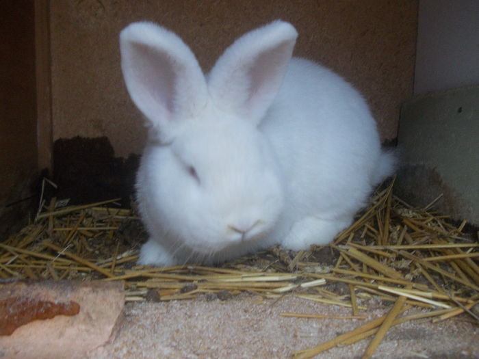 poze surduc 07-12-2014 037 - femela 3 NEO-VANDUT