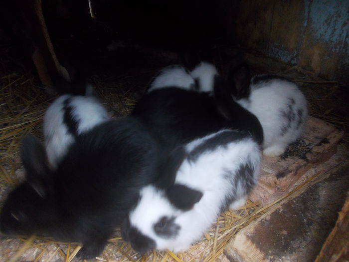 poze surduc 07-12-2014 063