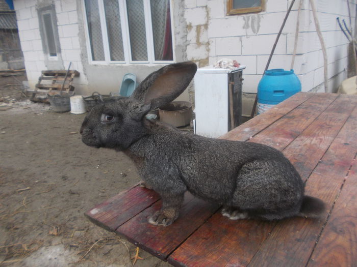 poze surduc 07-12-2014 049