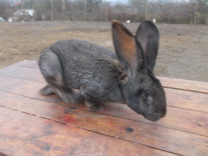 poze surduc 07-12-2014 050