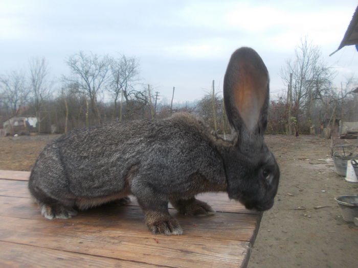 poze surduc 07-12-2014 053