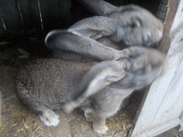 poze surduc 07-12-2014 047