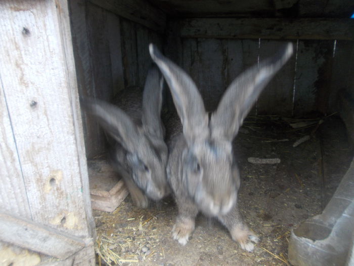 poze surduc 07-12-2014 044