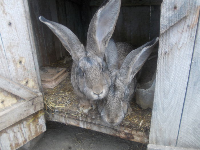 poze surduc 07-12-2014 046