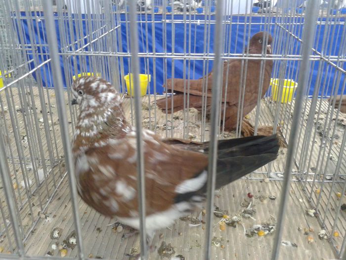 Ludus-Cupa Ardealului-2014