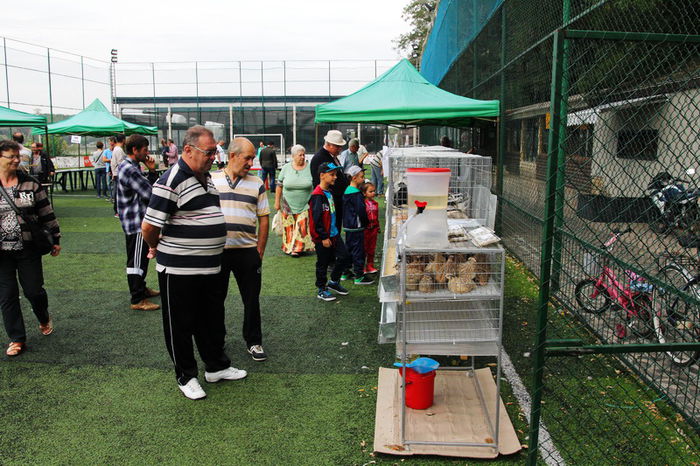 expo_calarasi_2014-2 - Calarasi - Editia I a Targului expozitional regional de porumbei pasari si animale mici de rasa