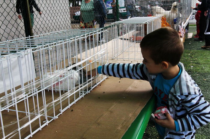 expo_calarasi_2014-4 - Calarasi - Editia I a Targului expozitional regional de porumbei pasari si animale mici de rasa