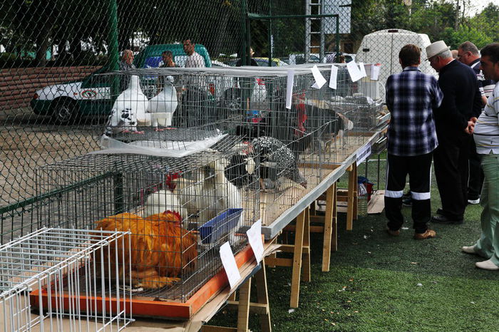 expo_calarasi_2014-5 - Calarasi - Editia I a Targului expozitional regional de porumbei pasari si animale mici de rasa