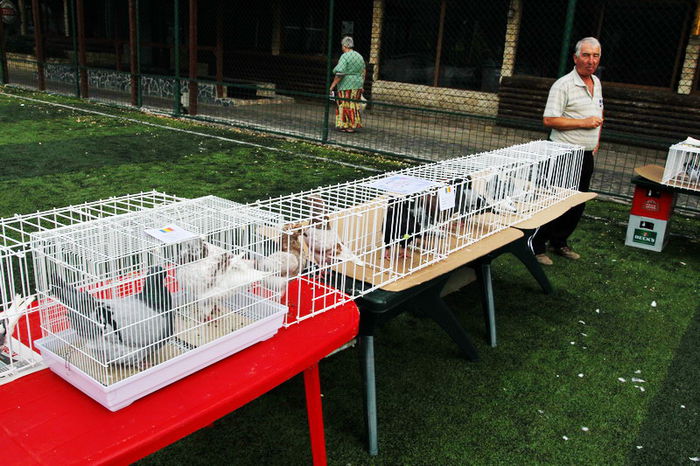 expo_calarasi_2014-8 - Calarasi - Editia I a Targului expozitional regional de porumbei pasari si animale mici de rasa