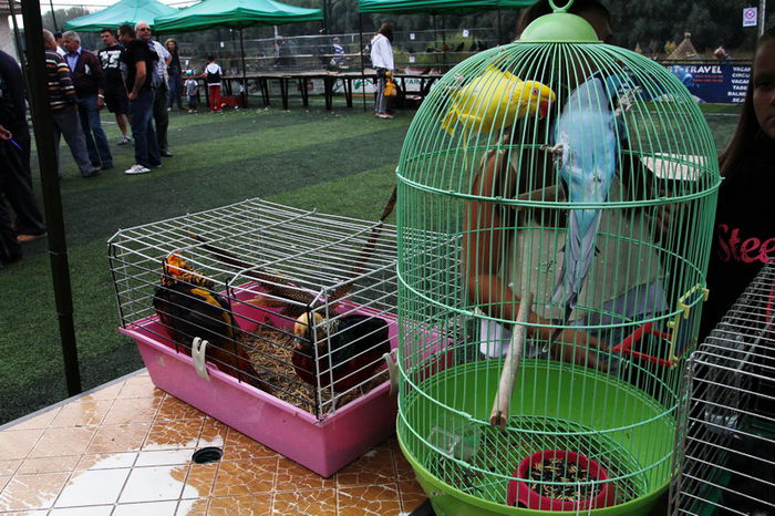 expo_calarasi_2014-11 - Calarasi - Editia I a Targului expozitional regional de porumbei pasari si animale mici de rasa