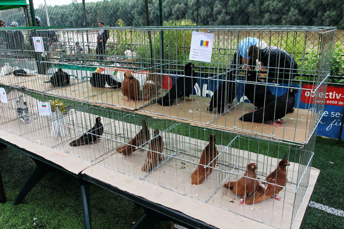 expo_calarasi_2014-12 - Calarasi - Editia I a Targului expozitional regional de porumbei pasari si animale mici de rasa