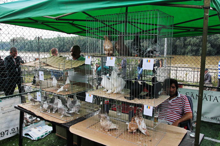 expo_calarasi_2014-13 - Calarasi - Editia I a Targului expozitional regional de porumbei pasari si animale mici de rasa
