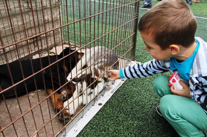 expo_calarasi_2014-15 - Calarasi - Editia I a Targului expozitional regional de porumbei pasari si animale mici de rasa