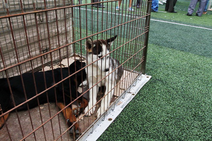 expo_calarasi_2014-16 - Calarasi - Editia I a Targului expozitional regional de porumbei pasari si animale mici de rasa