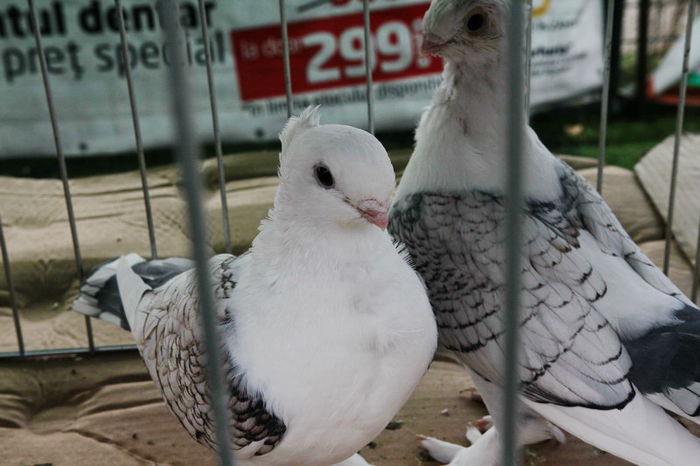 expo_calarasi_2014-19 - Calarasi - Editia I a Targului expozitional regional de porumbei pasari si animale mici de rasa