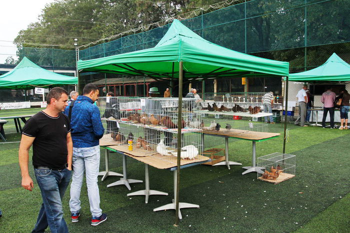 expo_calarasi_2014-20 - Calarasi - Editia I a Targului expozitional regional de porumbei pasari si animale mici de rasa