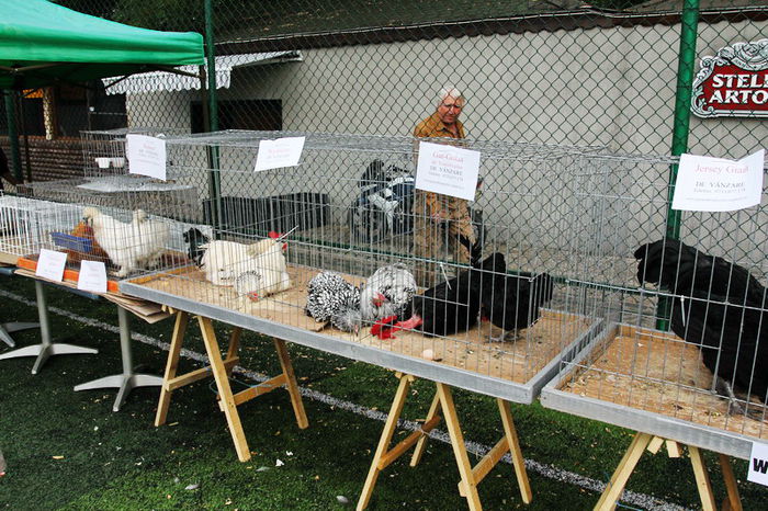 expo_calarasi_2014-21 - Calarasi - Editia I a Targului expozitional regional de porumbei pasari si animale mici de rasa