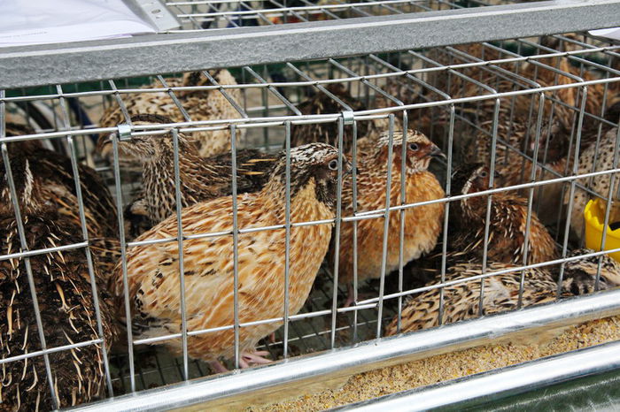 expo_calarasi_2014-22 - Calarasi - Editia I a Targului expozitional regional de porumbei pasari si animale mici de rasa