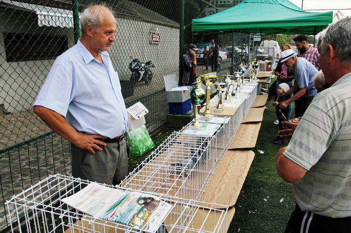 expo_calarasi_2014-24 - Calarasi - Editia I a Targului expozitional regional de porumbei pasari si animale mici de rasa