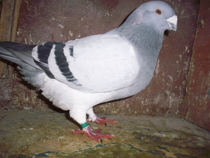 M 2010 - Porumbei Bucuresti