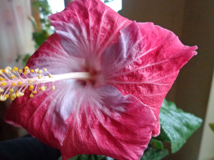 050 - HIBISCUS CAJUN BLUE