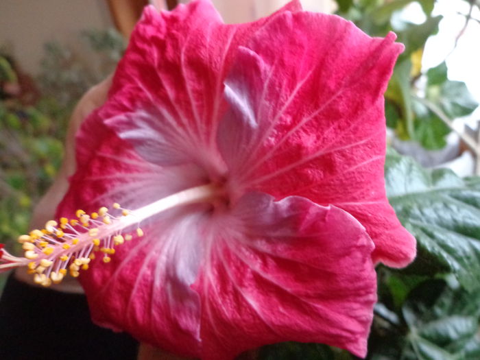 057 - HIBISCUS CAJUN BLUE