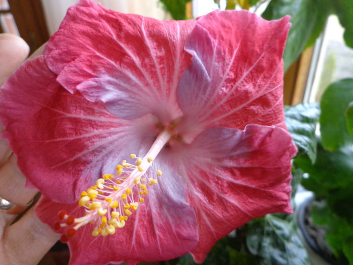 059 - HIBISCUS CAJUN BLUE