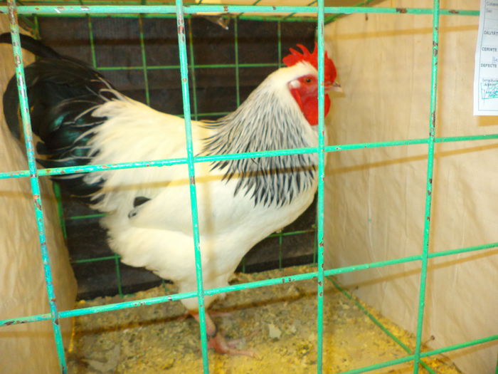 94 pct. nationala - 05 SUSSEX-2014-2015