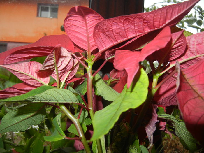 Poinsettia_Christmas Plant (2014, Dec.04) - Poinsettia Euphorbia