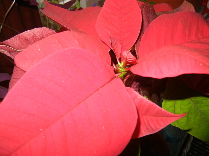 Poinsettia_Christmas Plant (2014, Dec.04)