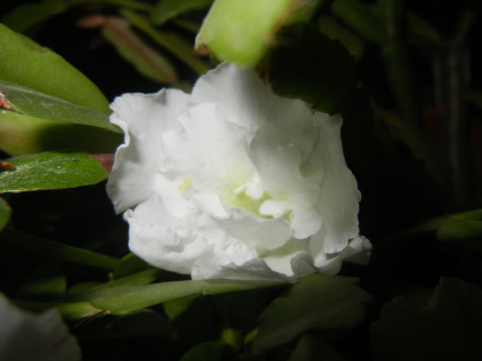 White Azalea (2014, November 25)