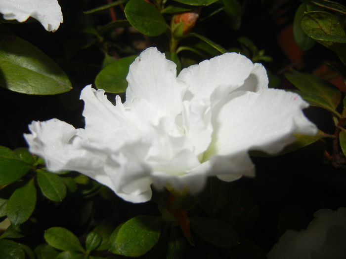 White Azalea (2014, November 25)