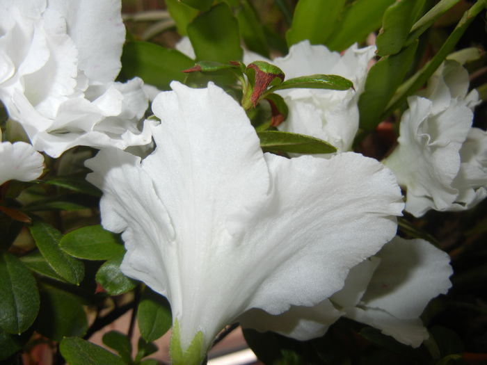 White Azalea (2014, December 01)