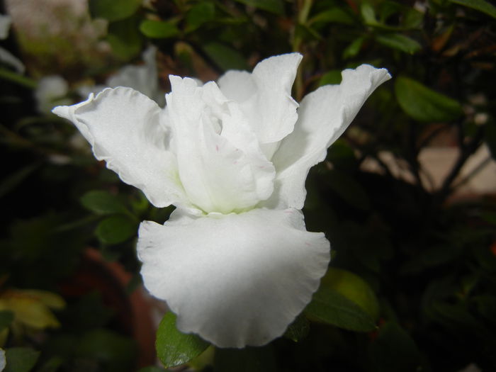 White Azalea (2014, December 01)
