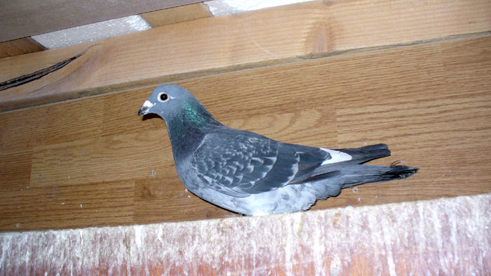 0291262-2013; Loc 2 Judetean Maraton National Tineret 2014
Loc 2 Judetean Maraton Extrem Tineret 2014
Loc 19 Judetean Maraton Tineret 2014
Loc 24 Prov. Maraton National Tineret
Loc 38 Prov. Maraton Extrem Tiner
