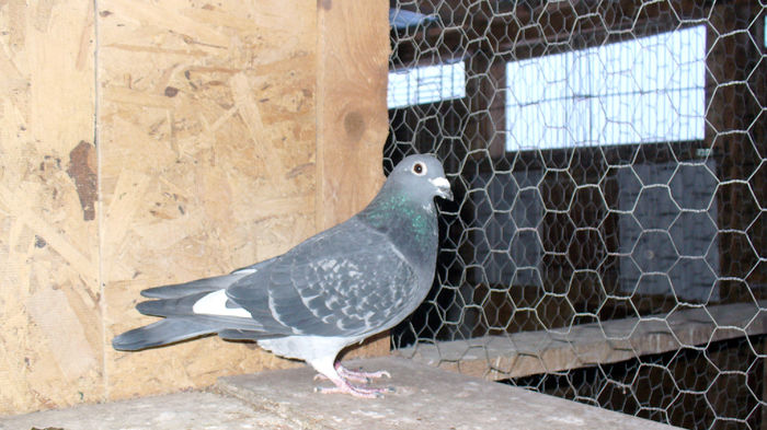 0291262-2013; Loc 2 Judetean Maraton National Tineret 2014
Loc 2 Judetean Maraton Extrem Tineret 2014
Loc 19 Judetean Maraton Tineret 2014
Loc 24 Prov. Maraton National Tineret
Loc 38 Prov. Maraton Extrem Tiner
